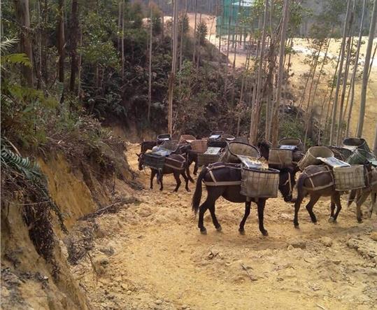 顺德区马帮山路运输