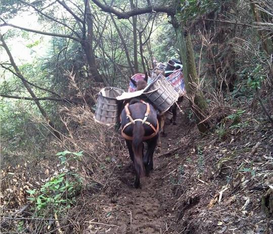 顺德区马帮运输公司