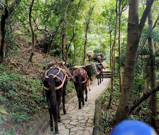 顺德区马队运输电话