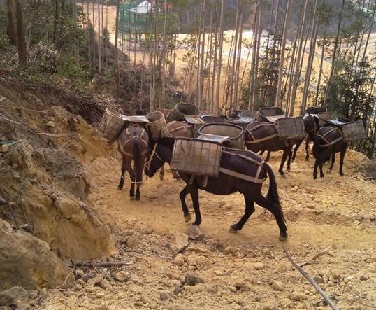 顺德区山区马队运输