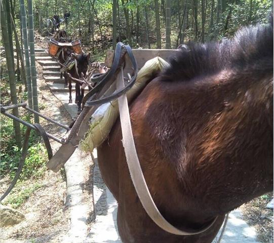 顺德区骡马队运输