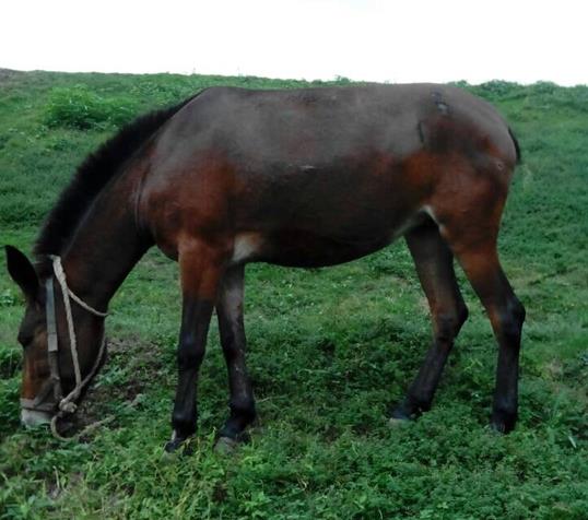 顺德区骡马搬运