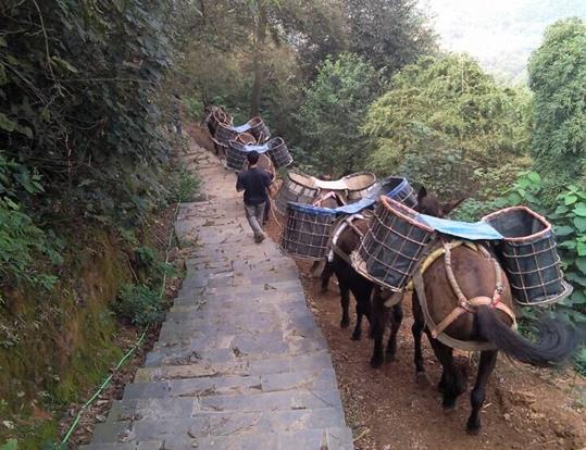 顺德区骡马运输电话