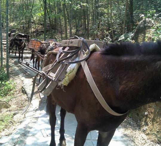 顺德区山路骡马运输