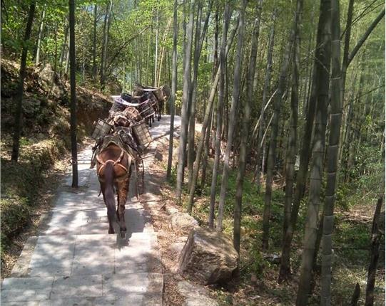 顺德区山区骡马运输