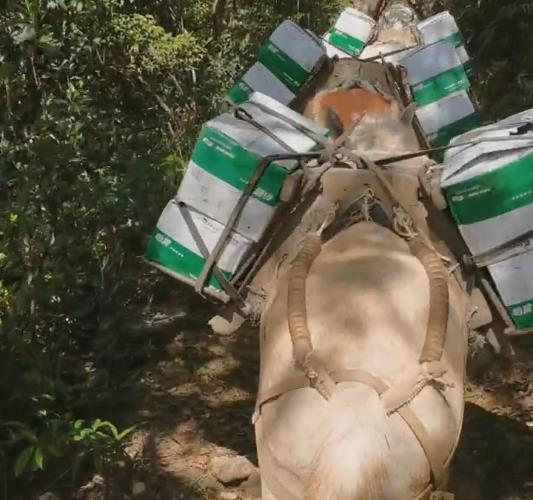 顺德区骡马山路运输