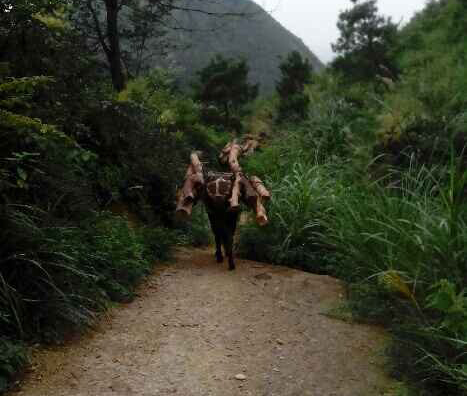 顺德区骡马运输