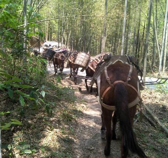顺德区骡马运输公司