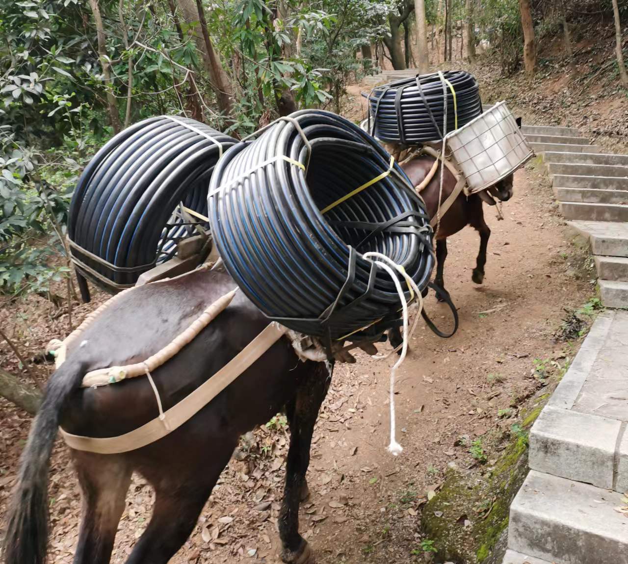 顺德区马帮运输