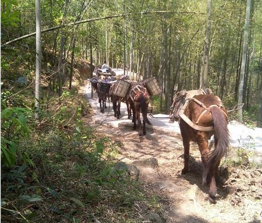 顺德区马帮运输电话