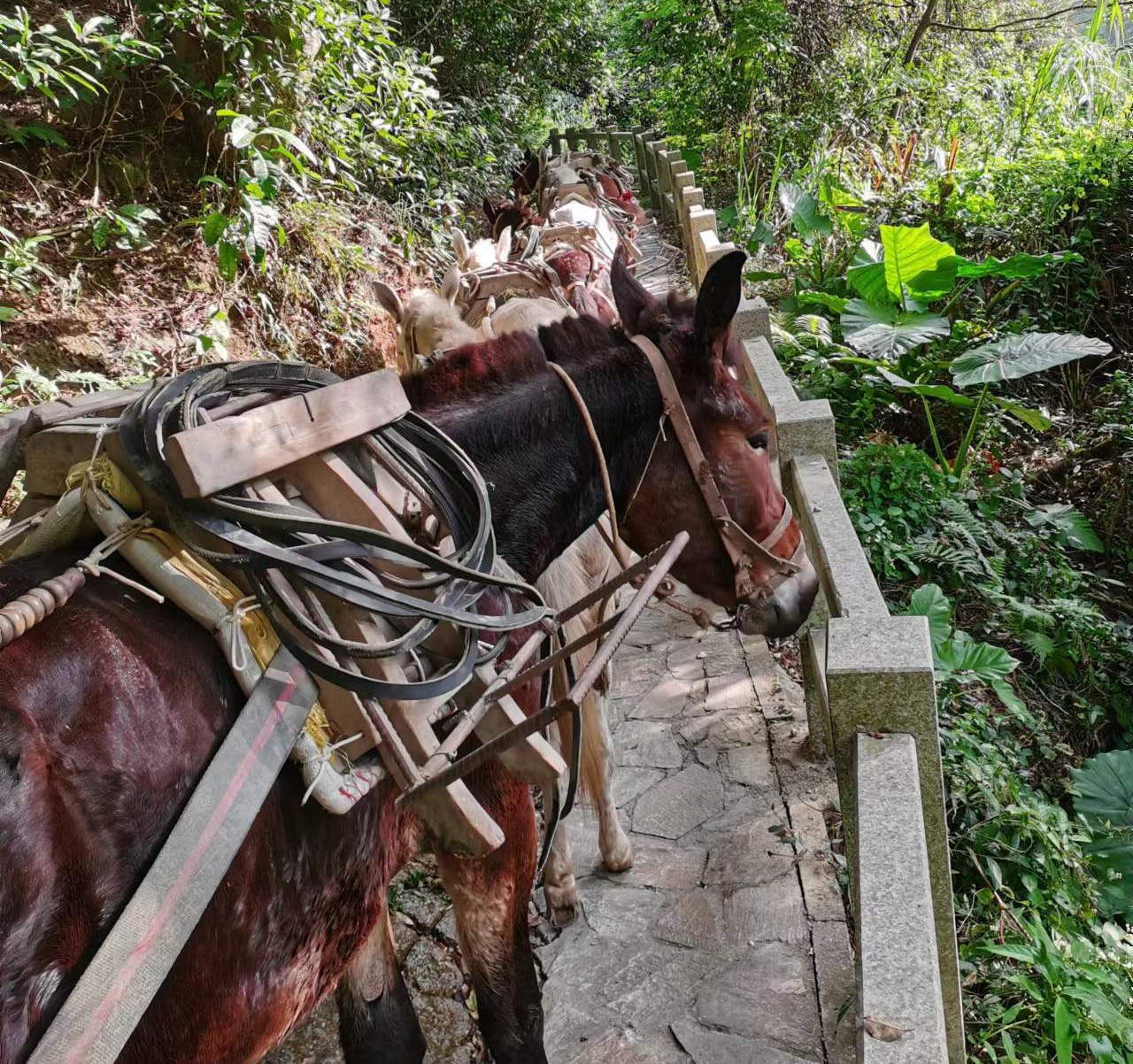 顺德区马队运输