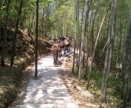 顺德区马队运输公司