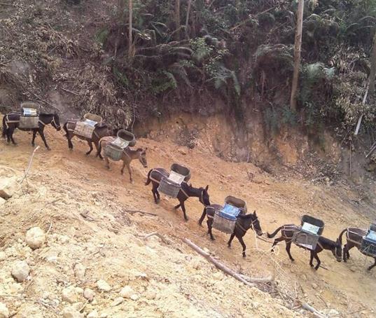 顺德区山路马帮运输